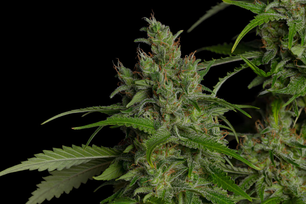 An image of vibrant green Alibi Farms Durban flower bud on the branch against a black background. Punches shoot up. Fan leaves have a sugar layer. (Courtesy Alibi Farms)