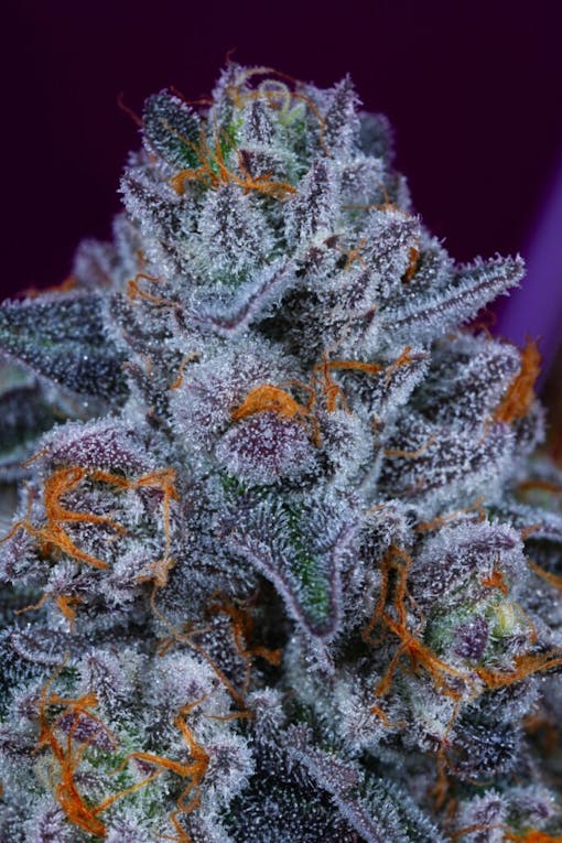 A picture of Connected Nightshade buddeep purple, sizzling orange, sleeted with trichomes. If it was scratch and sniff—you would scratch. (Courtesy Connected Cannabis Co.)