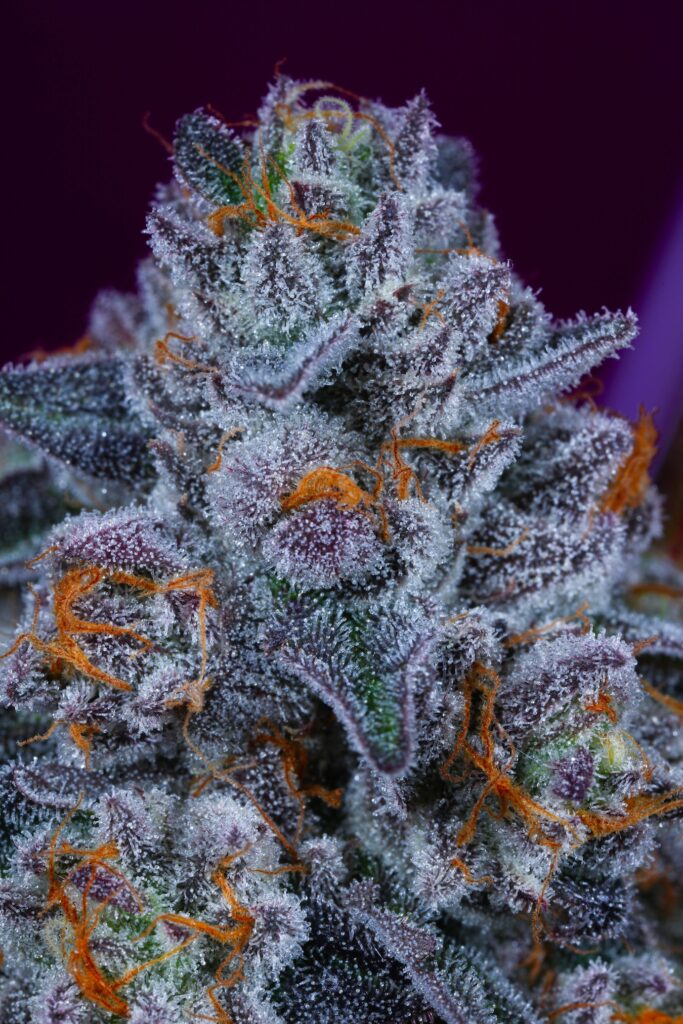 An image of Connected Nightshade Buddeep Purple, Sizzling Orange, covered in trichomes. If it was scratching and sniffing, you'd be scratching. (Courtesy Connected Cannabis Co.)