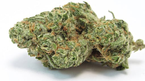 A picture of a nug of Tangie cross of note: Pink Moon (Kosher Kush x Tangie) from Houseplant, CA against white. (David Downs/Leafly)