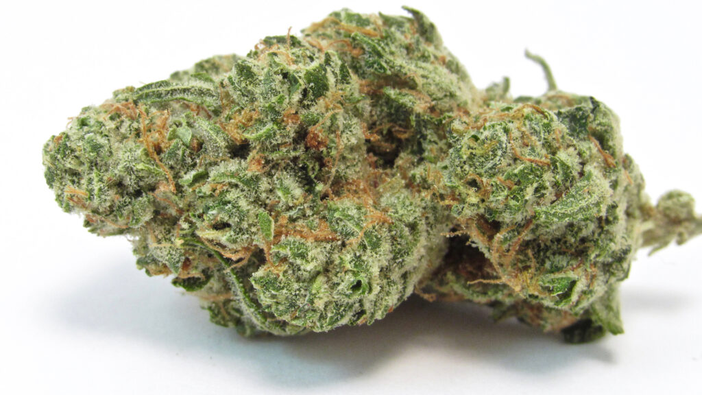 An image of a notable Tangie cross: Pink Moon (Kosher Kush x Tangie) from Houseplant, CA against white. (David Downs / Leafly)