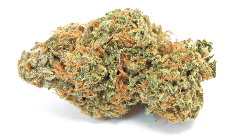 An image of a green, orange-haired, dense, large tuber of Lemon OZ Kush from Wonderbrett, Cali. (David Downs / Leafly)