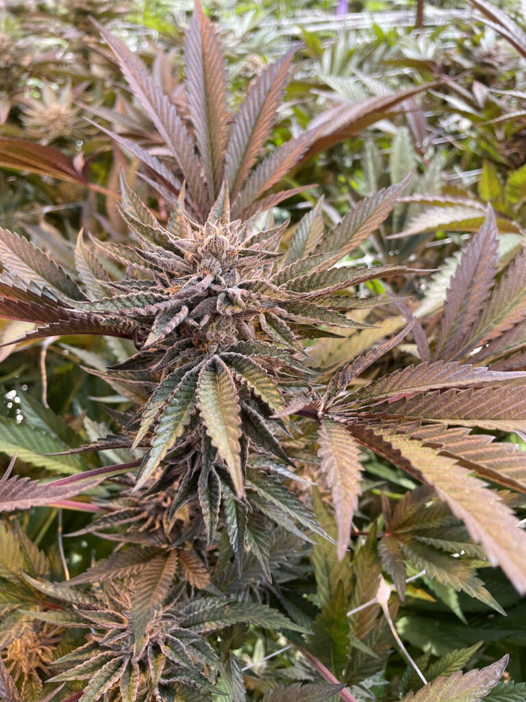 An image of an ice cream cake flower bud with purple leaves in a greenhouse in Paradiso Gardens in Salinas, CA. (Courtesy Paradiso)