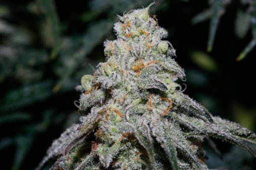 A picture of Award-winning Revolution cannabis MAC and Cheese cross by Capulator for 2021. Sparkling ripe bud glistens on the branch in the dark (Courtesy Revolution)