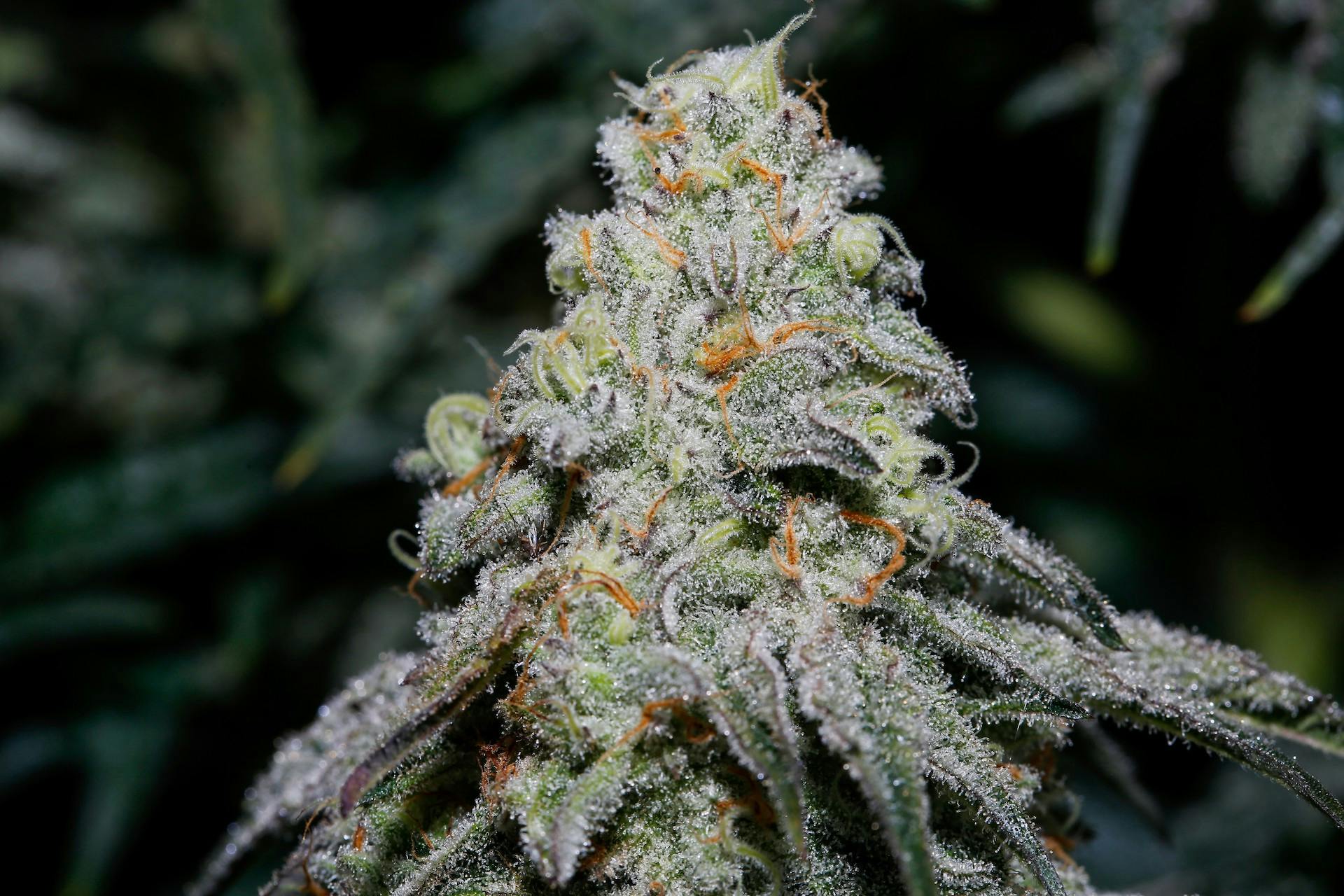 Chicago’s best cannabis strains of summer 2021 image