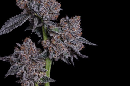 (Photo by Resinated Lens; Courtesy of LOWD)