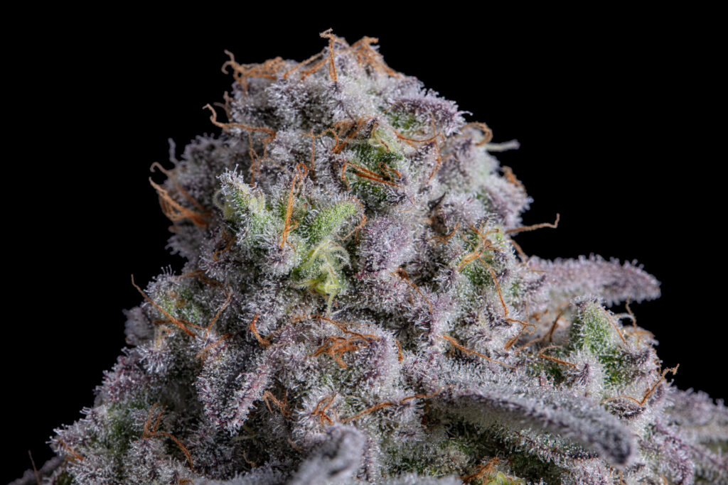 The best strains of all time 100 top cannabis strains to try Leafly