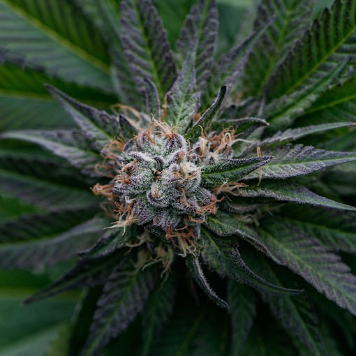 white rhino marijuana strain