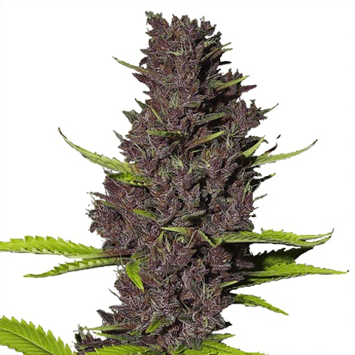 best cannabis strains