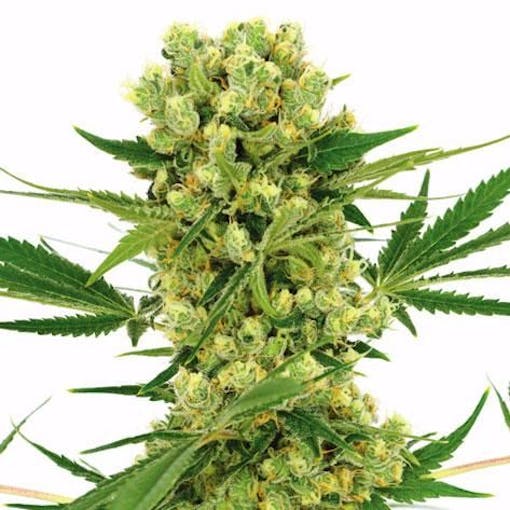 best cannabis strains