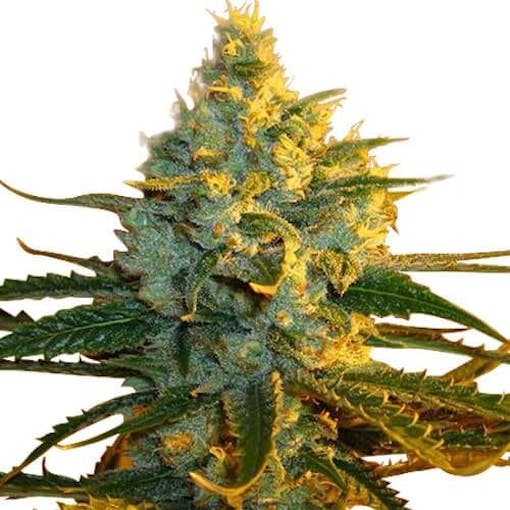 best cannabis strains