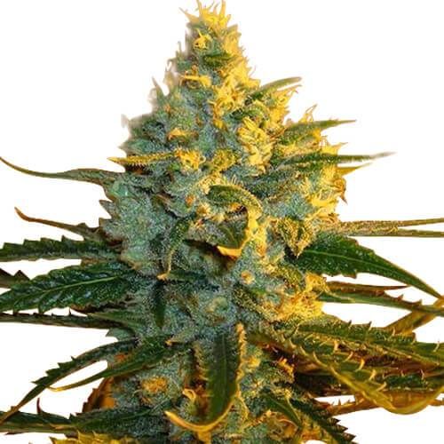 best cannabis strains