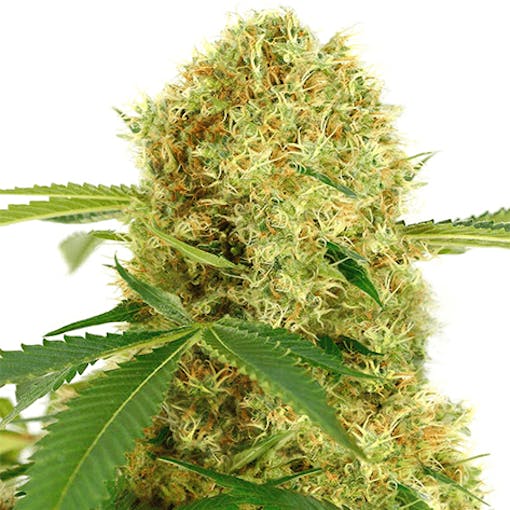 best cannabis strains