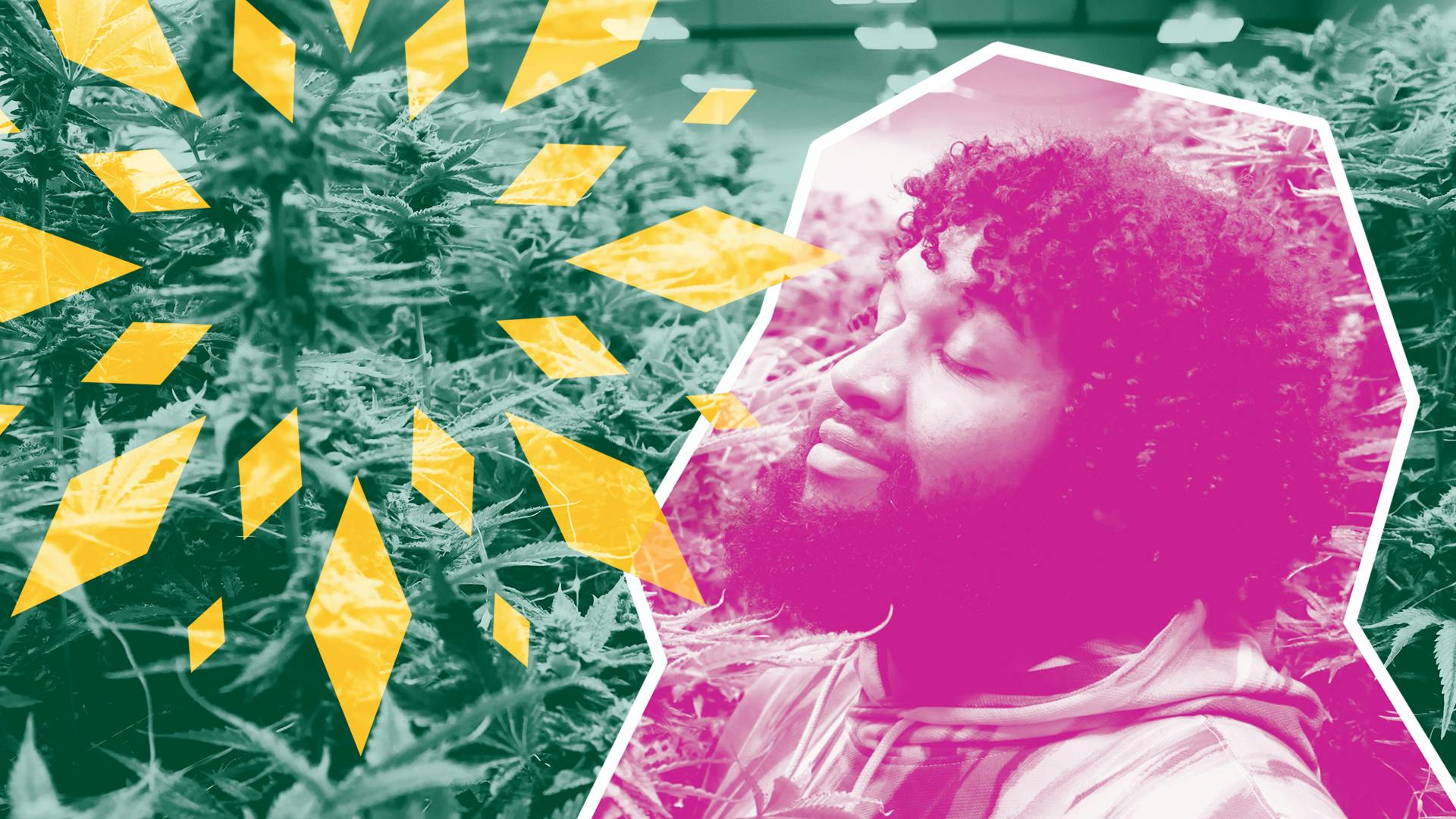 New ‘Seeds of Change’ report rates states on cannabis equity image