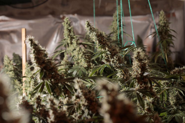 Calling all homegrowers: Here are three standout seed strains you’ll want to get to know image