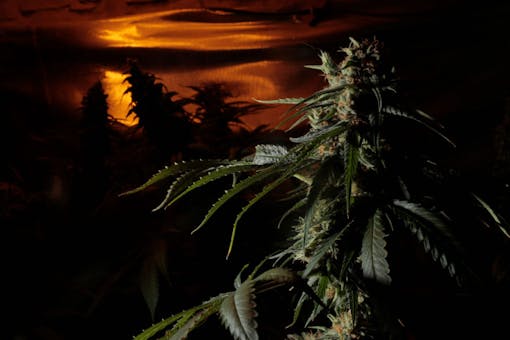 Kannabia Seed Company