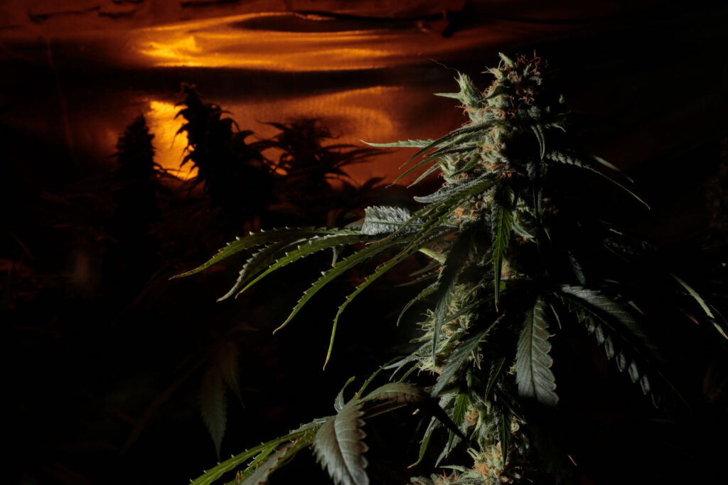 Kannabia Seed Company