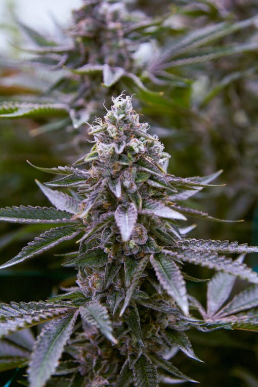 Freddy's Fuego Slap N Tickle 7 (Courtesy Freddys Fuego WA)