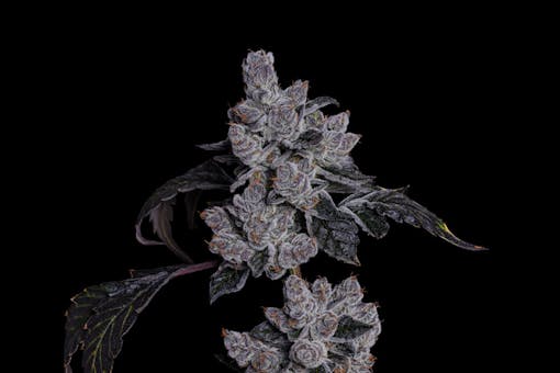 LOWD FirstClassFunk (Photo by resinated lens courtesy LOWD)