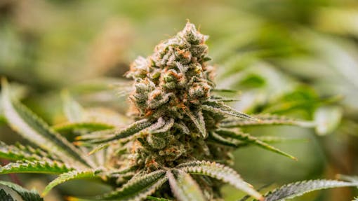 The Green Solution's Cindy White in CO. (Courtesy The Green Solution)