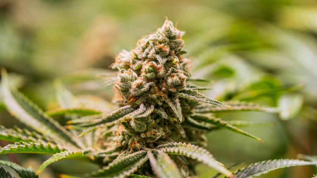 Cindy White from The Green Solution in CO. (Courtesy The Green Solution)