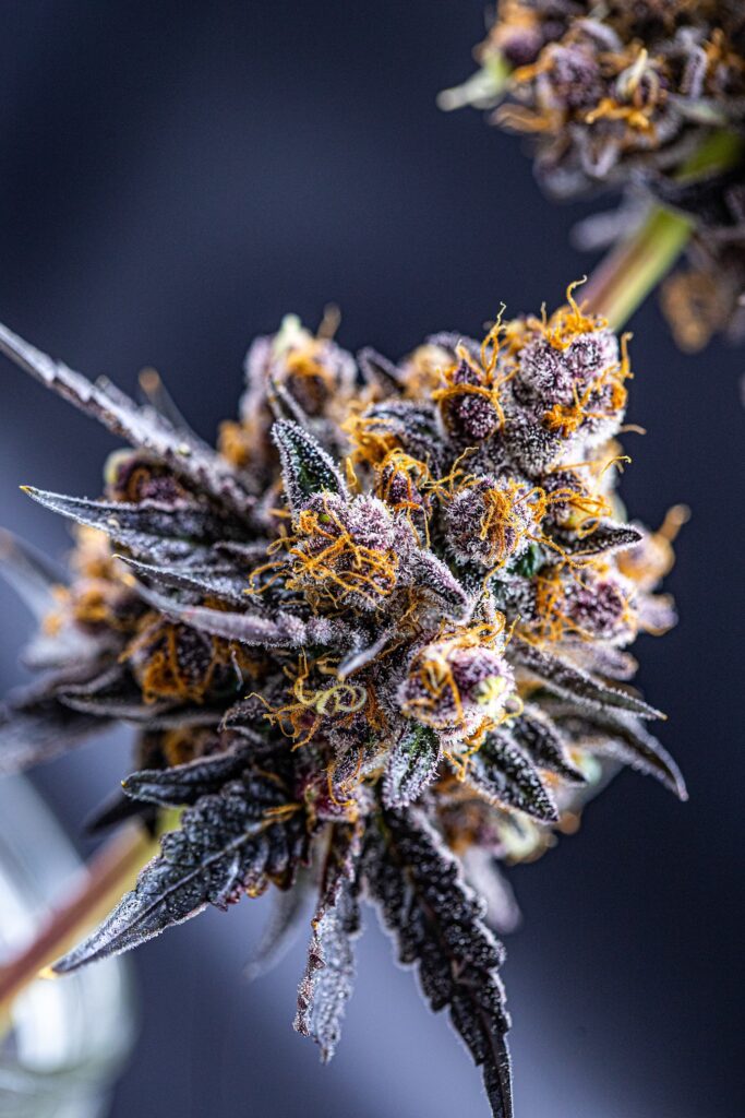 The Source Bahama Mama (Courtesy of The Source NV)