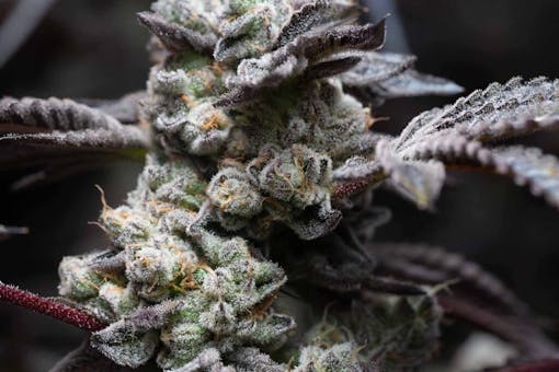 Wedding Sherb Grow from Revolution in Illinois (Courtesy Revolution)