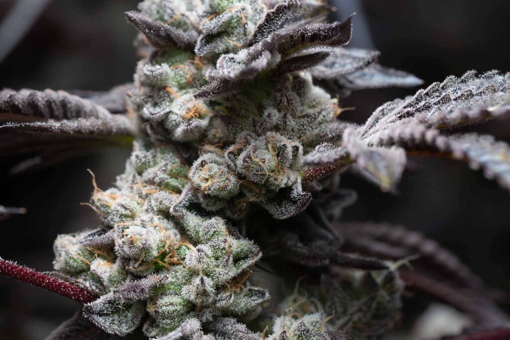 Wedding Sherb grows out of the Illinois Revolution (Courtesy Revolution)