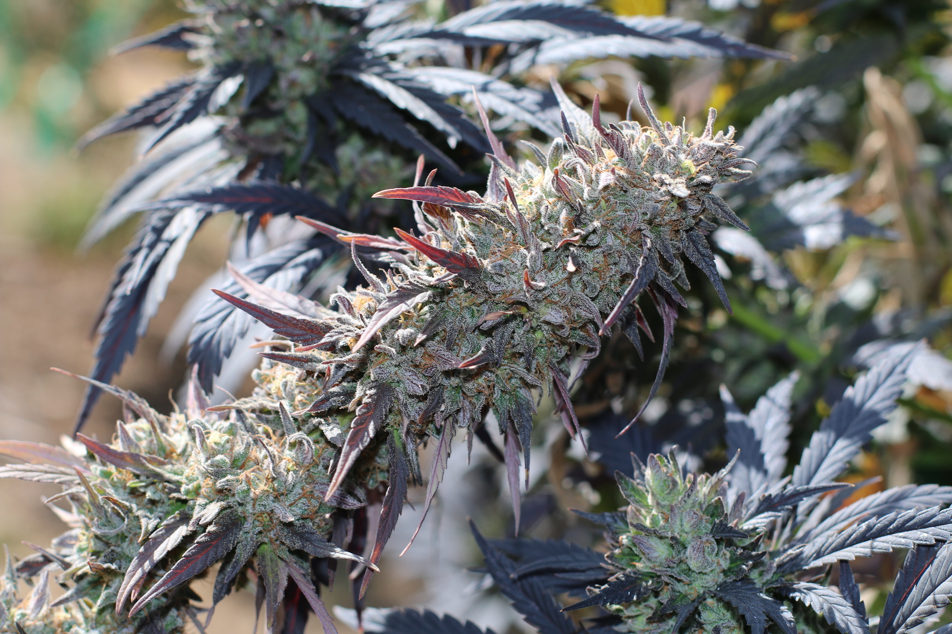 10 badass sustainable cannabis flowers, joints, hash, and more