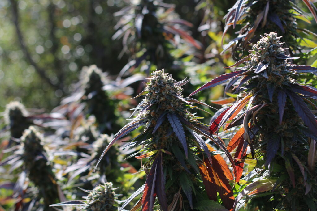 Aster Farms dank finishes in the sun. (Courtesy Aster Farms)