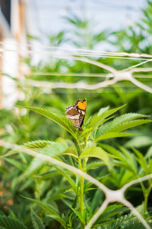 A butterfly on a cannabis plant. (Courtesy Stone Road)