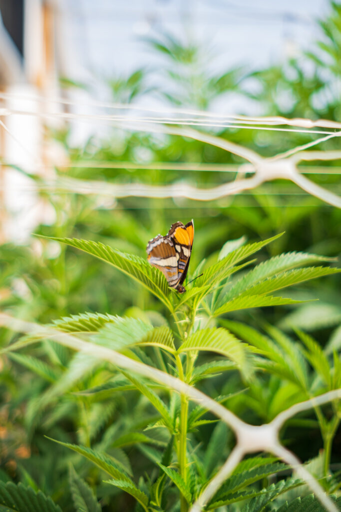 A butterfly on a cannabis plant. (Courtesy Stone Road)