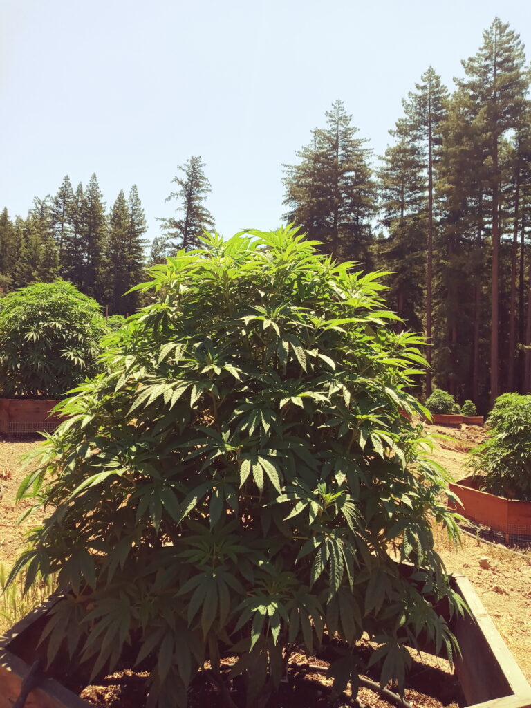 Santa Cruz pot growing like it used to. (Ellen Holland for Leafly)