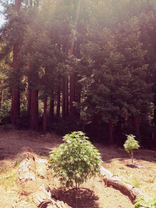 (Ellen Holland for Leafly)