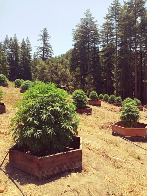 Cannabis flowers in the Santa Cruz mountains as it has for decades. (Ellen Holland for Leafly)