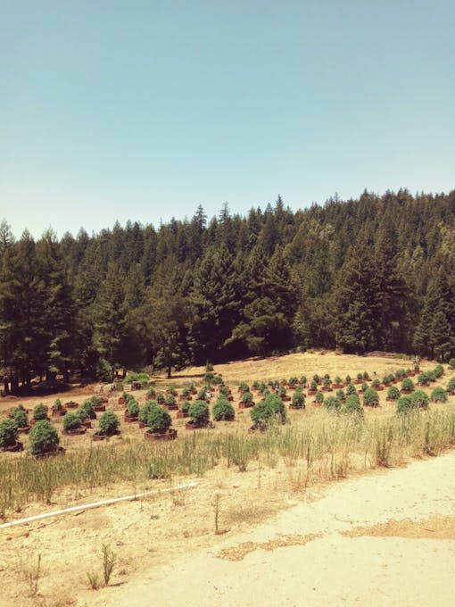 (Ellen Holland for Leafly)