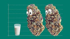 two-cannabis-buds-stare-at-a-glass-of-milk