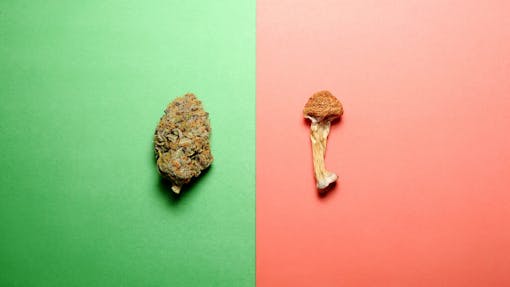 weed and magic mushroom