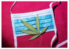 image-of-cannabis-leaf-and-pandemic-mask
