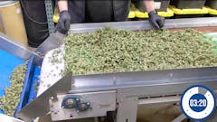 The $21,500 Mobius M9 weighs 450 pounds and replaces 6 to 8 human weed sorters.