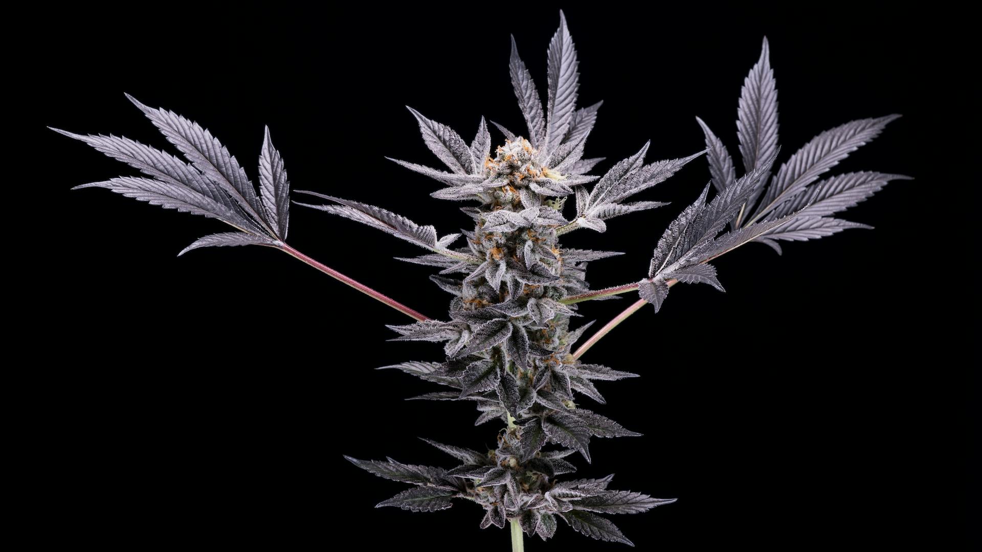 Leafly Buzz: 13 trending cannabis strains for August and September 2021 image