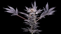 Hava Gardens Garlic Breath (Courtesy Hava Gardens)