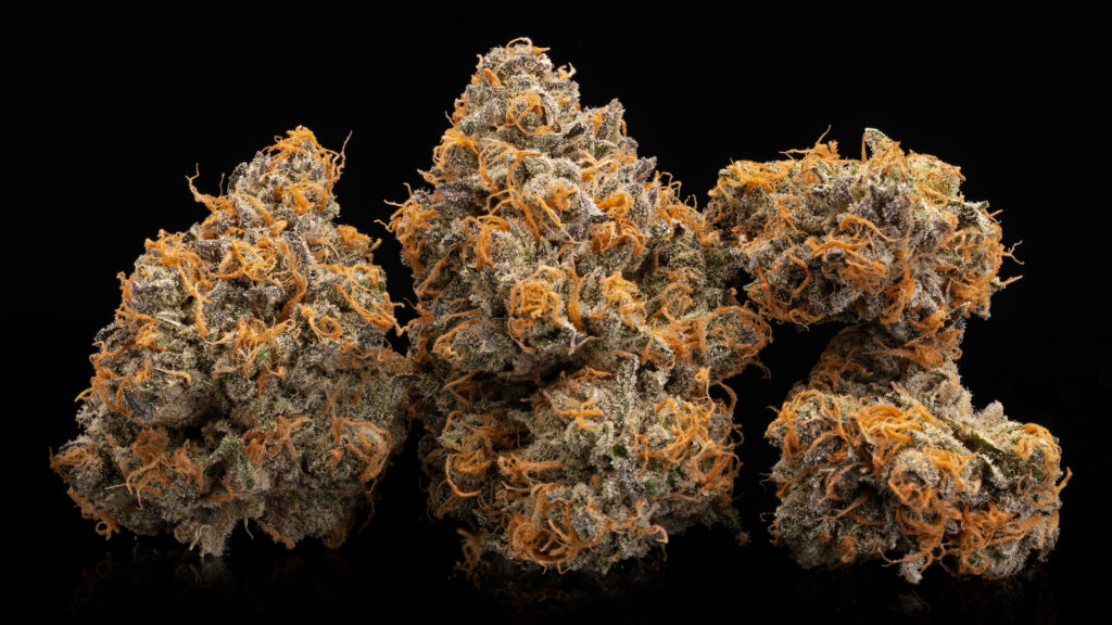 Purple and orange buds of Peach OZ up close (Courtesy Wonderbett)