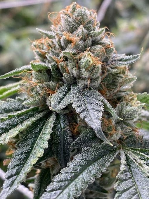 triangle kush marijuana strain