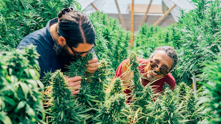 It takes a village to start a home cannabis grow image
