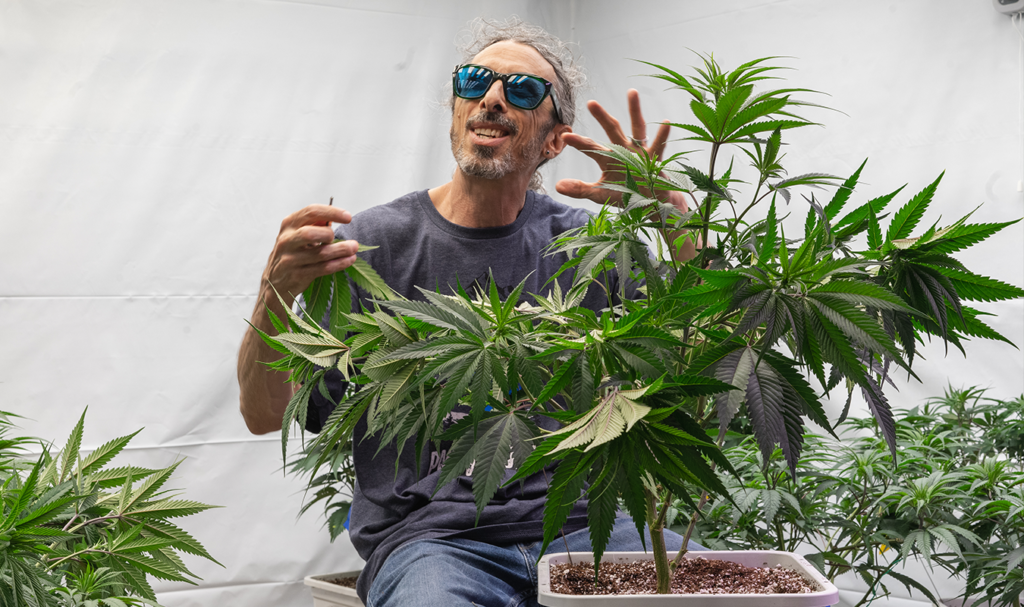 Home-grown Cannabis Co.