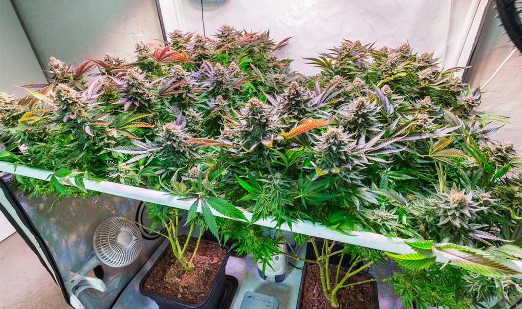 Home-grown Cannabis Co.