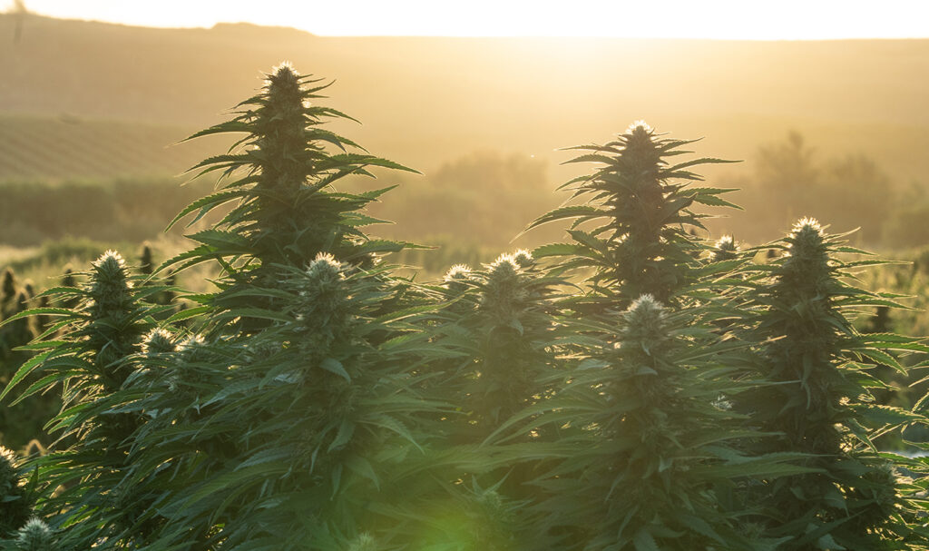 Home-grown Cannabis Co.