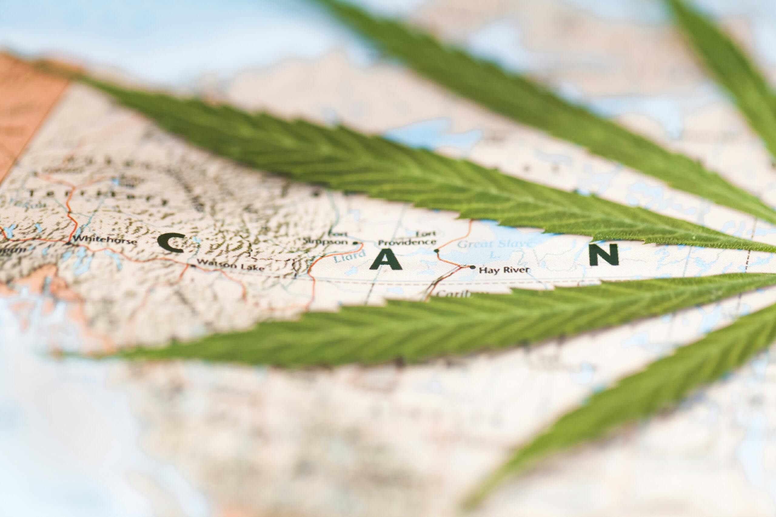 Once illegal brands are taking over the legal cannabis market image