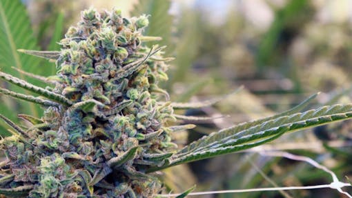 (Courtesy Berkshire Roots)